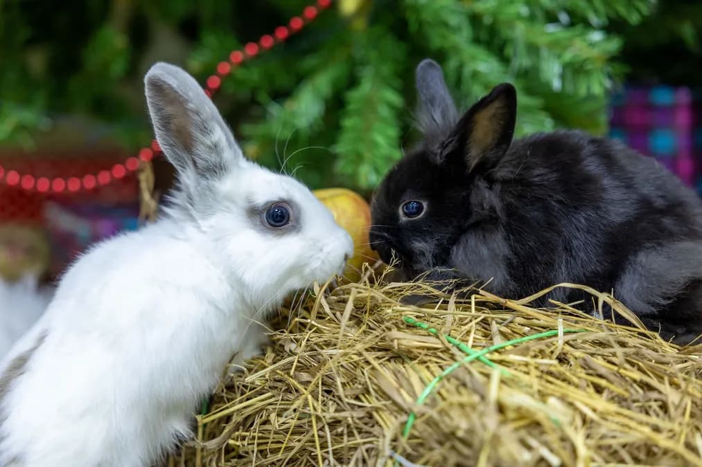 Australie : les lapins, une espèce devenue invasive