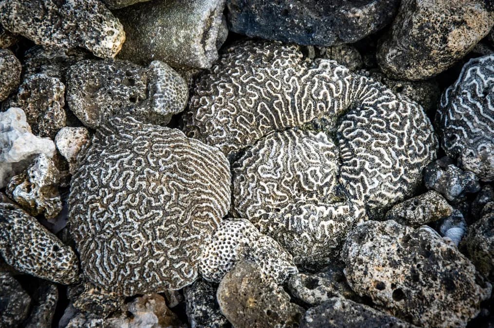 Éponges marines : un puits de carbone naturel surprenant pour le climat