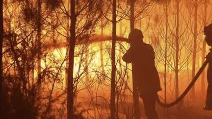 Incendies en Gironde : les feux ont déjà ravagé 42 000 hectares