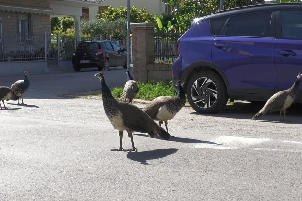 Conflit à Punta Marina : l'invasion médiatique des paons provoque tensions chez les habitants