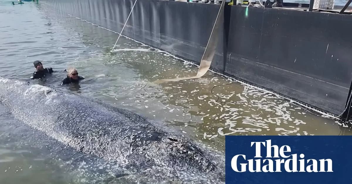 Timmy la baleine à bosse : les autorités danoises confirment son décès après une opération de sauvetage controversée