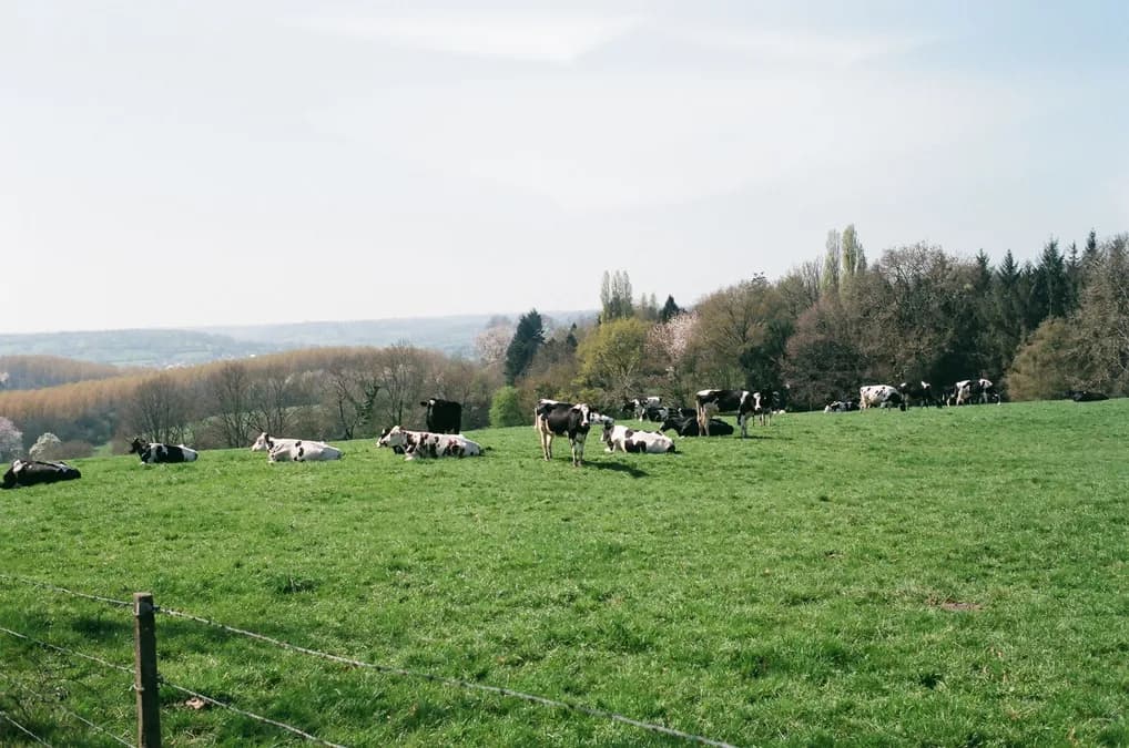 Conflit de voisinage en Seine-et-Marne : attaque violente au marteau et couteau devant des enfants